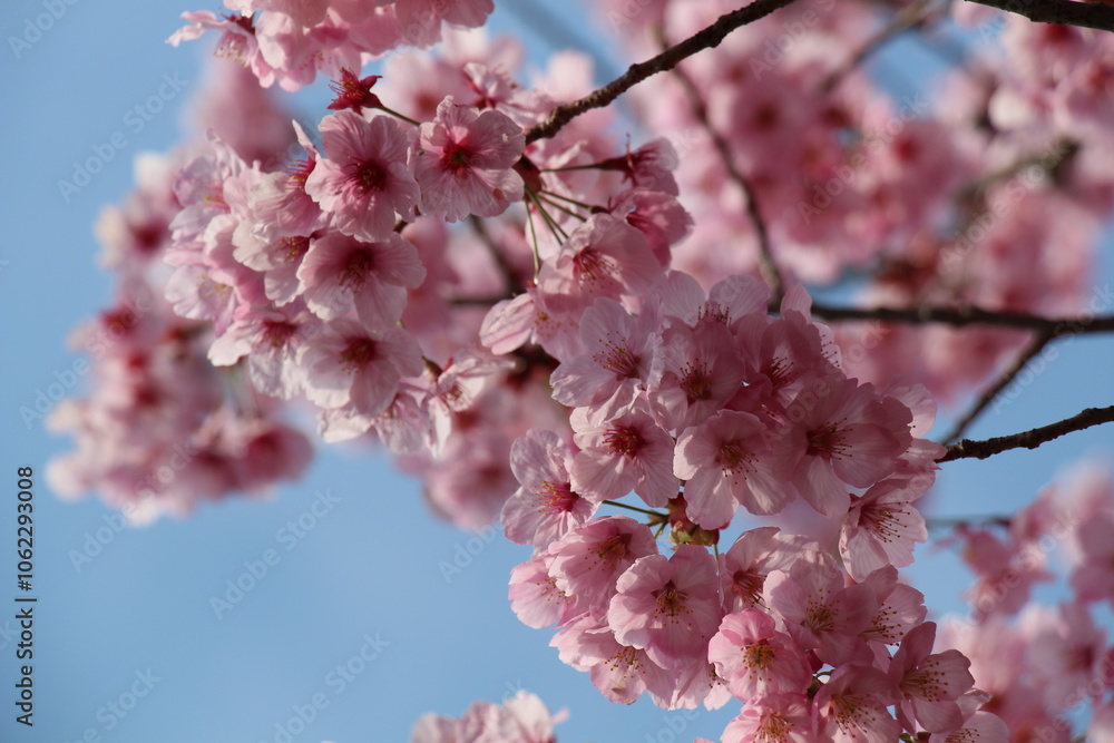 Delicate Japanese cherry blossoms in full bloom, with soft pink petals gently unfurling. The graceful flowers create a serene and picturesque scene, symbolizing the beauty of spring. Delicate Japanese cherry blossoms in full bloom, with soft pink petals gently unfurling. The graceful flowers create a serene and picturesque scene, symbolizing the beauty of spring.