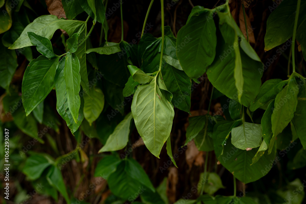 Branches of several green leaves of a plant. Preserved nature, environment. Branches of several green leaves of a plant. Preserved nature, environment.
