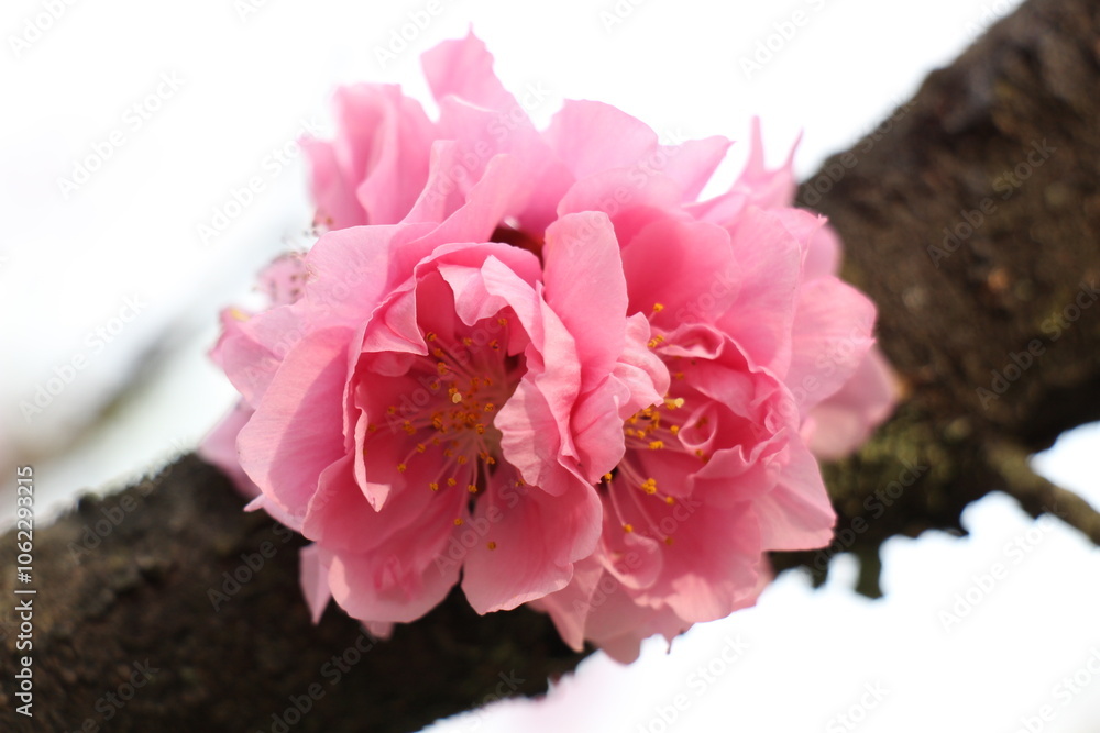 Fototapeta premium Delicate Japanese cherry blossoms in full bloom, with soft pink petals gently unfurling. The graceful flowers create a serene and picturesque scene, symbolizing the beauty of spring.