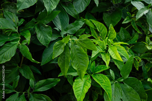 Plants and green leaves in a garden. Nature care.