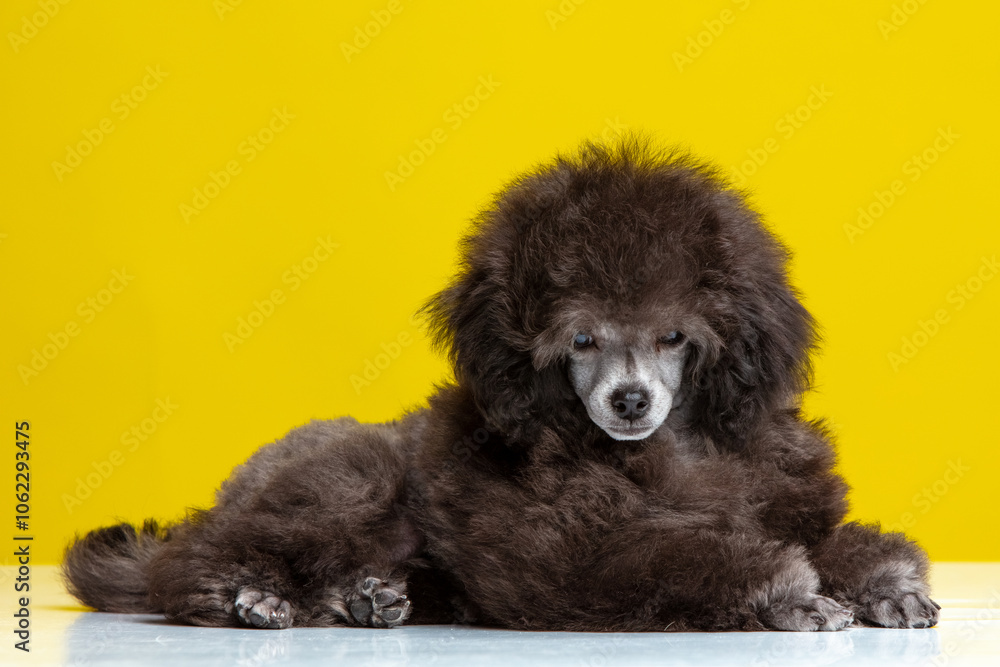 poodle puppy on a colored background poodle puppy on a colored background