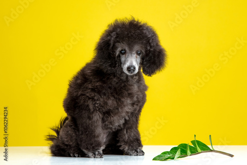 poodle puppy on a colored background