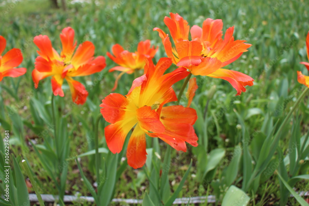 Vibrant tulip field in full bloom, a stunning spring meadow capturing the beauty and colors of nature Vibrant tulip field in full bloom, a stunning spring meadow capturing the beauty and colors of nature