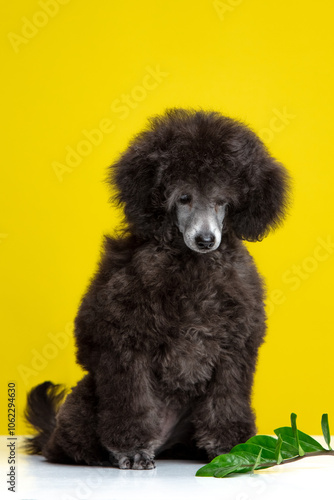 poodle puppy on a colored background