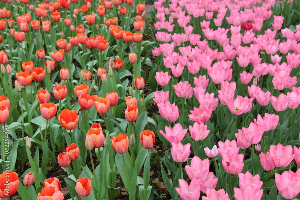 Vibrant tulip field in full bloom, a stunning spring meadow capturing the beauty and colors of nature Vibrant tulip field in full bloom, a stunning spring meadow capturing the beauty and colors of nature