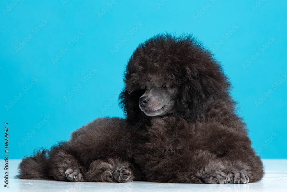 poodle puppy on a colored background