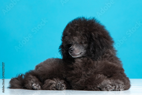 poodle puppy on a colored background