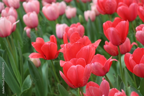 Vibrant tulip field in full bloom, a stunning spring meadow capturing the beauty and colors of nature photo