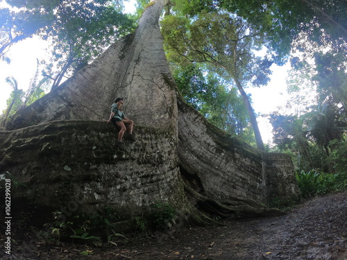 sumaúma de raízes gigantes - apelidada de muralha - na cidade de Afuá, Pará  photo