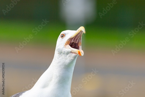 Le cri puissant d'un goéland 