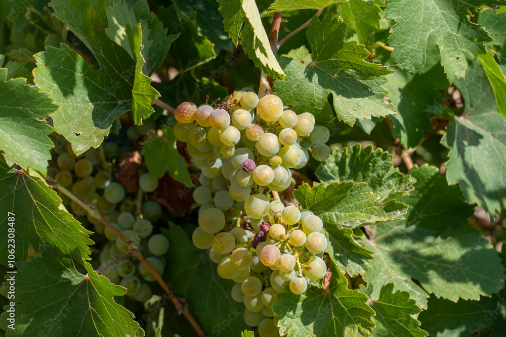 custom made wallpaper toronto digitalCluster of ripe dark grapes hanging on the vine among lush green and autumn leaves. Ideal for agricultural, winery, or harvest-related themes.