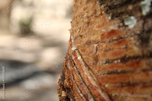 cortes em seringueira para extração de látex, na floresta nacional do tapajós, pará 