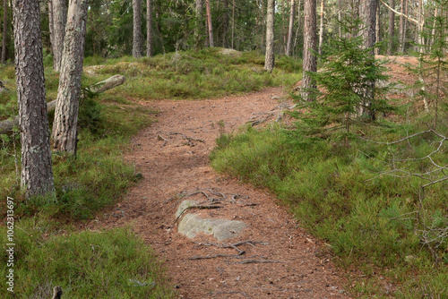 Photography Forest