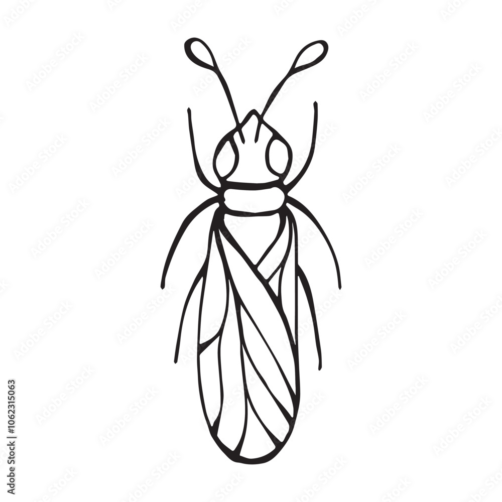 Coloring page of a beetle, bug. Insect outline vector, icon. Hand drawn doodle style, Isolated black line on white.