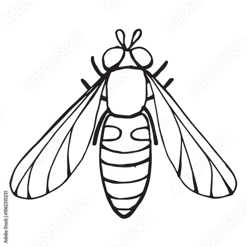 Coloring page of a beetle, bug. Insect outline vector, icon. Hand drawn doodle style, Isolated black line on white.