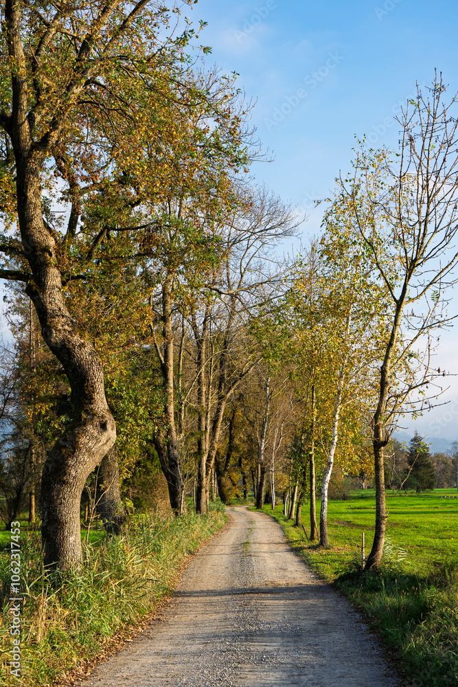 alley or path in the natural preserve of Lauteracher Ried in Vorarlberg alley or path in the natural preserve of Lauteracher Ried in Vorarlberg