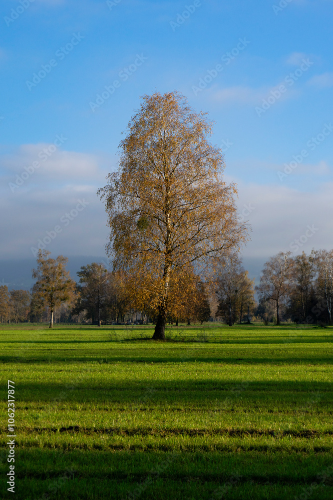 Naklejka premium Single tree on a wide field in a natural preserve with forest in the background