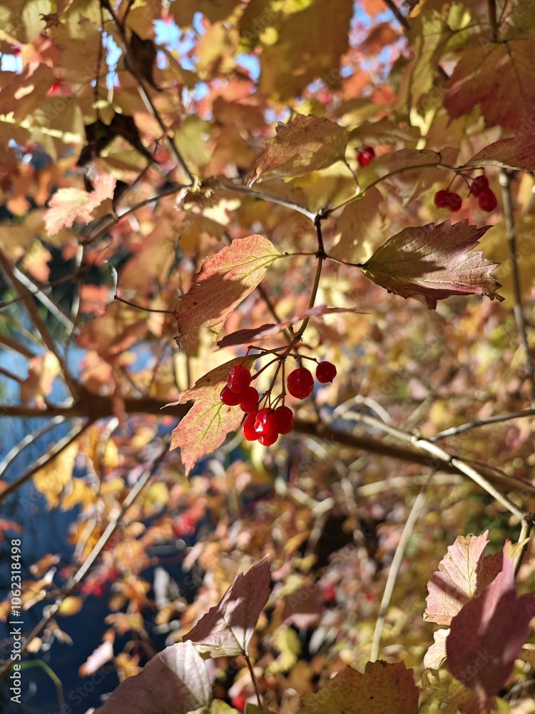Leuchtende Beeren im Herbst Leuchtende Beeren im Herbst