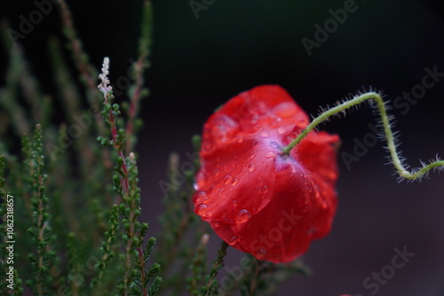 Mohnblume