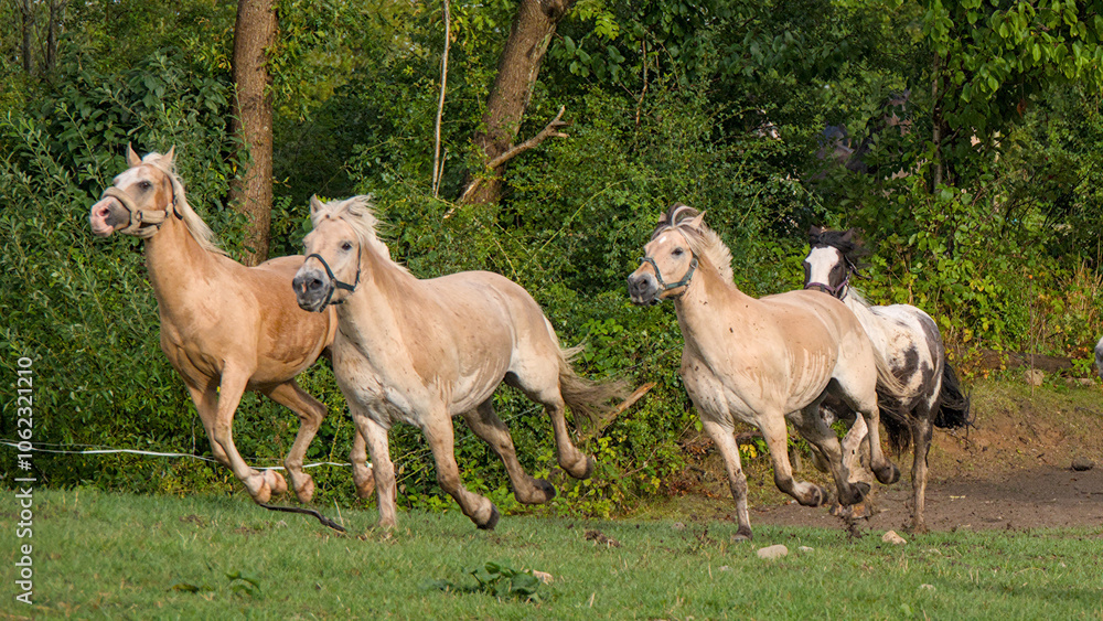 Fototapeta premium fast running, large herd of beautiful Norwegian Fjord Horses
