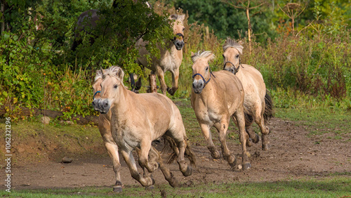  fast running, large herd of beautiful Norwegian Fjord Horses