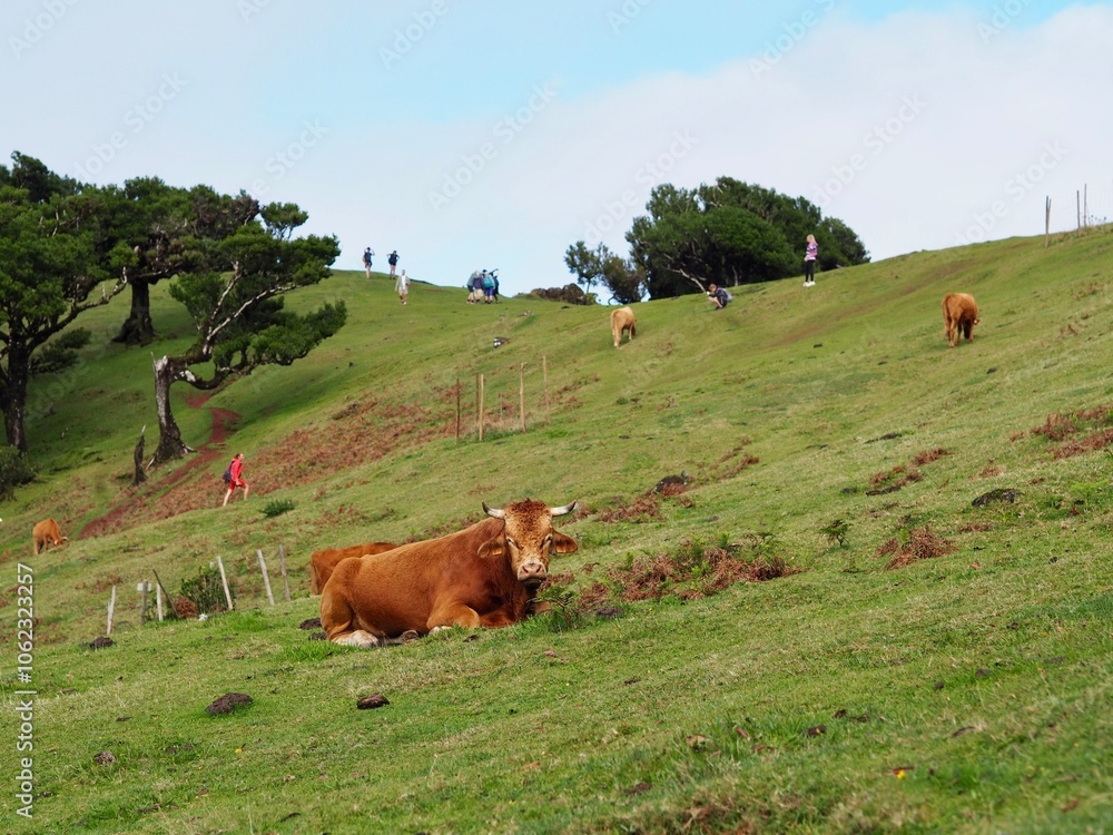 Fototapeta premium A brown cow is peacefully resting on a lush green hillside, surrounded by a misty ambiance that adds an ethereal touch to the serene landscape setting - Fanal Forest, Madeira, Portugal.
