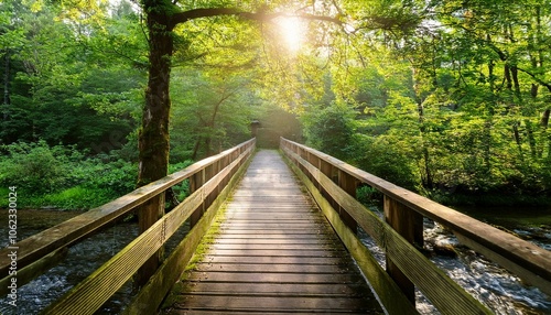 wooden bridge in the forest