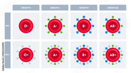Chart of O, A, B, AB blood group types with Rh factors and antigen markers. Science, biology, healthcare, hematology, blood donation concept. Flat vector illustration isolated on white background