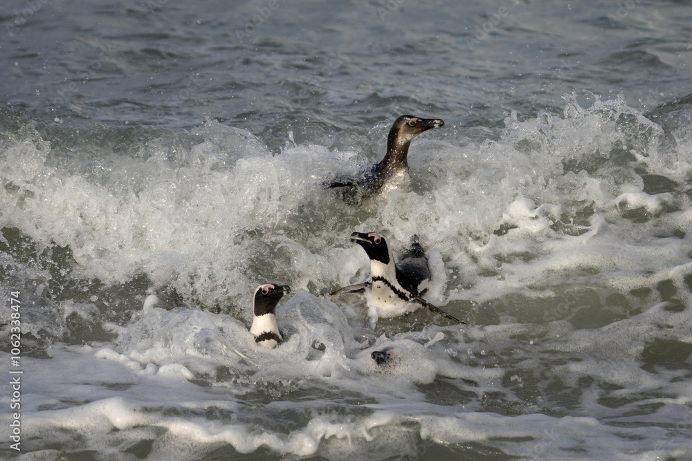 Fototapeta premium African penguin on the Boulders beach. Endangered species of penguin in Africa. Funny penguins are playing in the waves. 