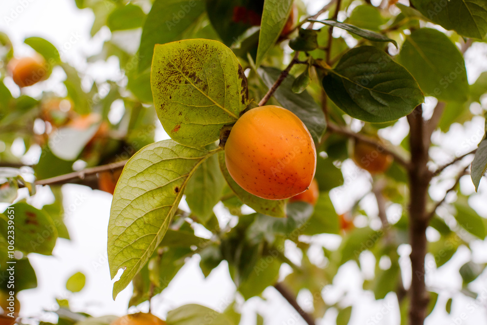 Fresh fruits of bright persimmon ripen on a tree branch, close-up, selective soft focus Fresh fruits of bright persimmon ripen on a tree branch, close-up, selective soft focus