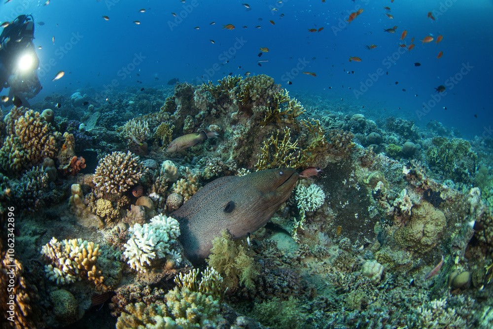 Fototapeta premium Giant moray hiding in the coral reef. Gymnothorax javanicus during dive in Egypt. Fish who look like snake. Marine life in Red sea. Huge moray between coral garden.