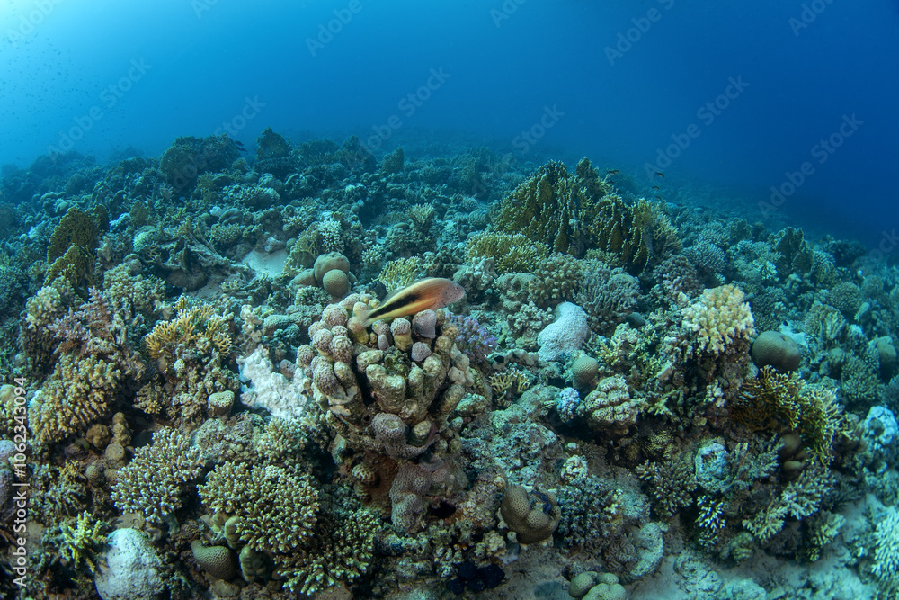 Fototapeta premium Black side hawkfish have a rest on the coral in Egypt. Paracirrhites forsteri during dive in Red Sea. Abundant marine life on the coral reef. 