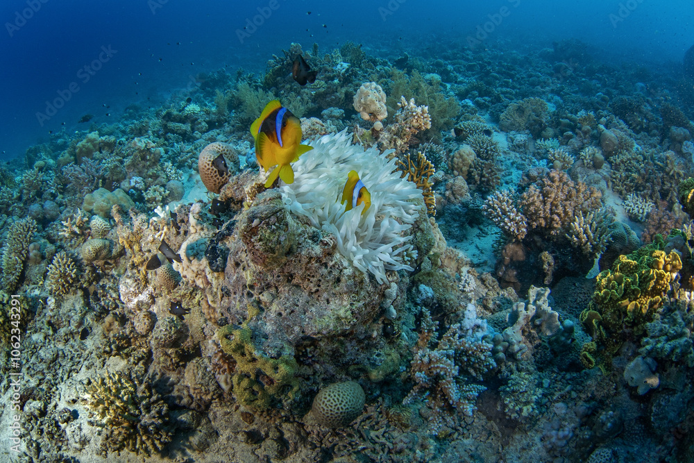 Red Sea Clownfish are hiding in the anemone in Egypt. amphiprion bicinctus during dive in Red Sea. Abundant marine life on the coral reef. Fishes are protected by anemone. Red Sea Clownfish are hiding in the anemone in Egypt. amphiprion bicinctus during dive in Red Sea. Abundant marine life on the coral reef. Fishes are protected by anemone.