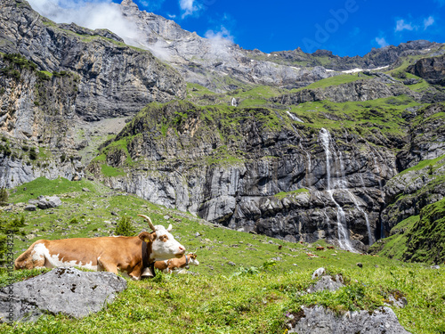 Cows in Oeschinen lake hike, Swizerland photo