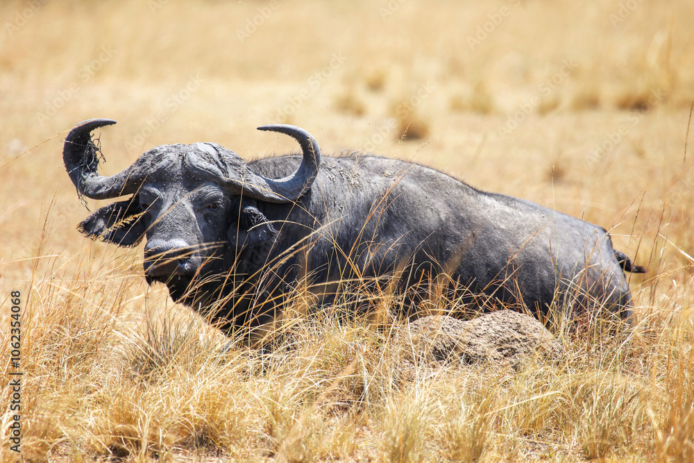 Obraz premium African buffalo