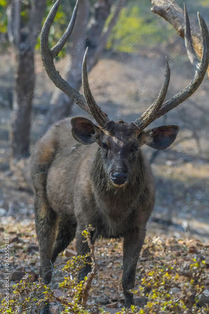 Sambar deer portrait in Ranthambore national park Sambar deer portrait in Ranthambore national park