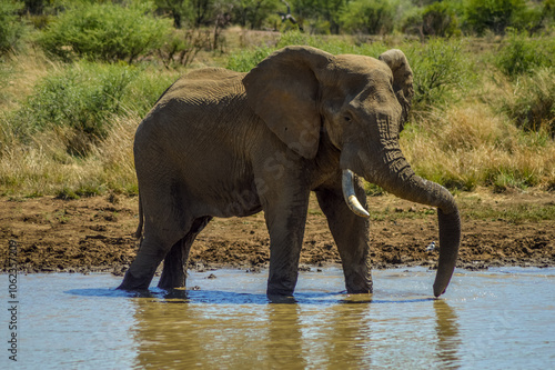 African elephant in Masai mara African safari