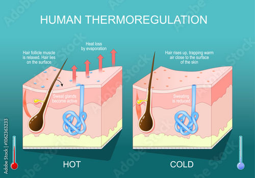 skin in thermoregulation. Body temperature regulation