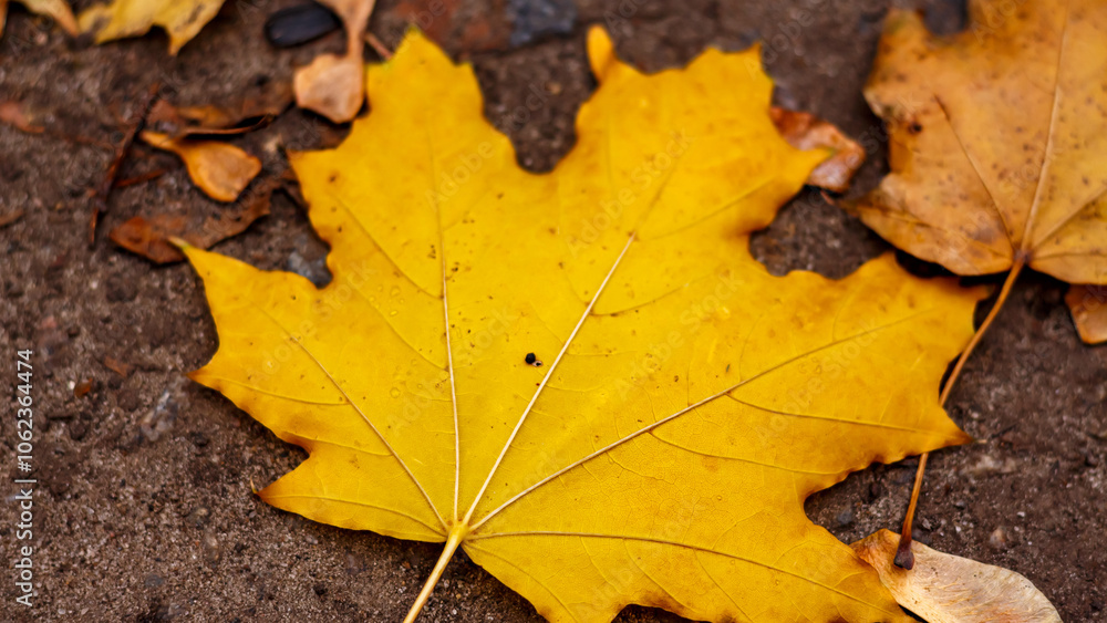 Autumn yellow maple leaves in November. Autumn yellow maple leaves in November.