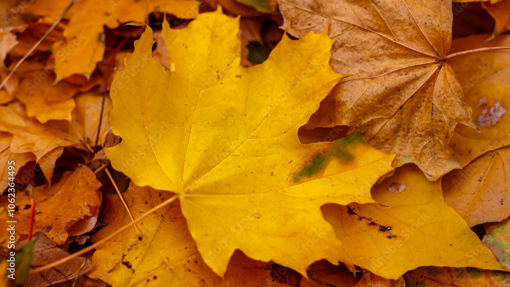 Autumn yellow maple leaves in November.