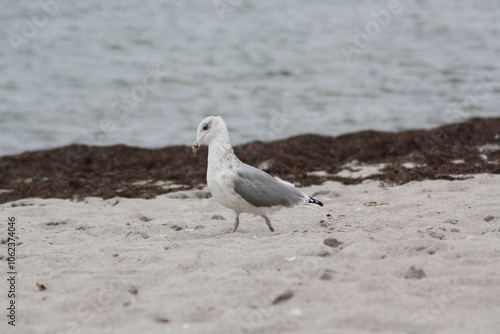 Möwe