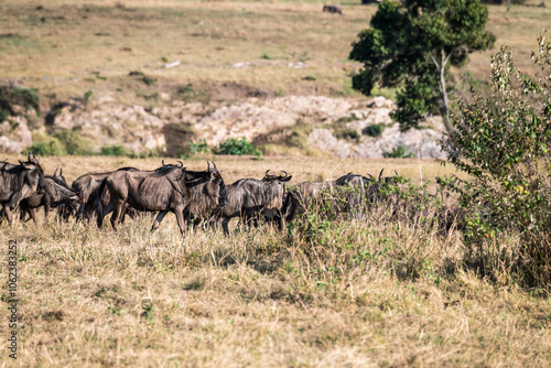 Die Wanderung der Gnus 