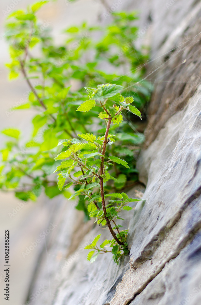 Fototapeta premium Green plant on rocks near the river