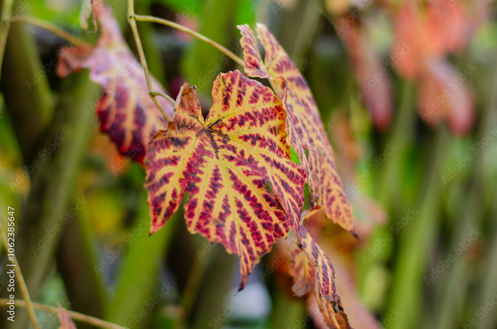 Grape leaf in different colors in autumn close up Grape leaf in different colors in autumn close up