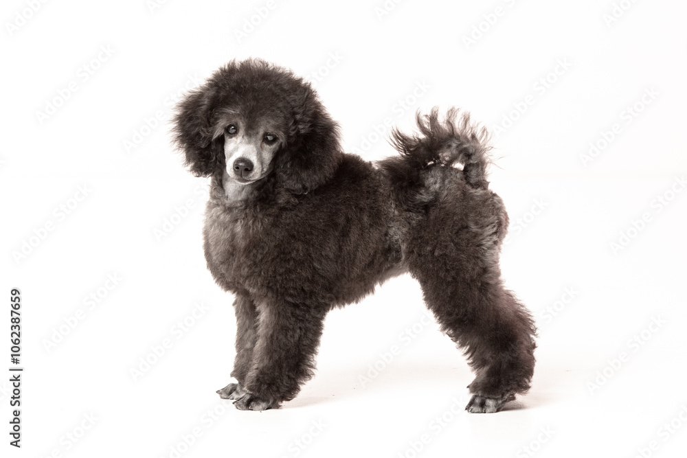 poodle puppy on white background poodle puppy on white background