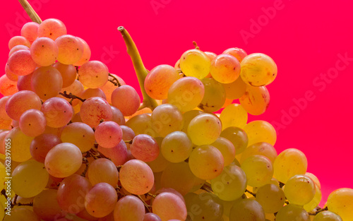 Kishmish (sultana) grapes on a red background