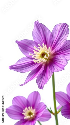 A close-up of a purple flower with delicate petals and a yellow center