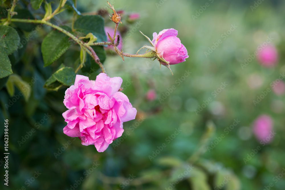 Fototapeta premium Close up of oil-bearing, flowering Rosa damascena, known as the Damask rose. Blured background. Organic natural concept.