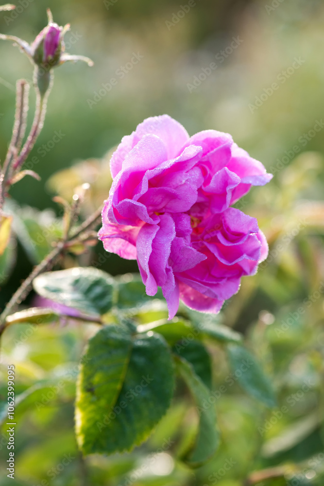 Close up of oil-bearing, flowering Rosa damascena, known as the Damask rose. Blured background. Organic natural concept.
