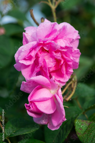 Close up of oil-bearing, flowering Rosa damascena, known as the Damask rose. Blured background. Organic natural concept.